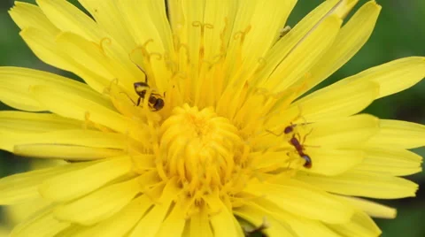 Two different species of ant on a dandelion flower. Vídeos de archivo 50778951