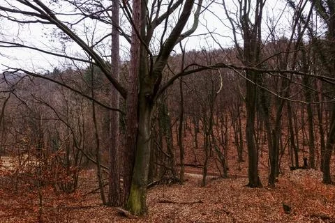 Two different trees are hugging in a forest with many leaves Stock Photos