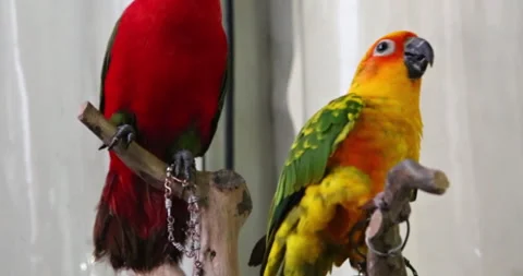 Two different types of hook-billed birds have very beautiful colors Stock Footage 297654025