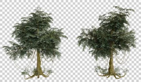 Two digital renderings of coniferous trees full view showing detail of branch Stock Photos