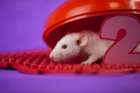Two digits. mouse decorative. rat home. symbol of the Stock Photos