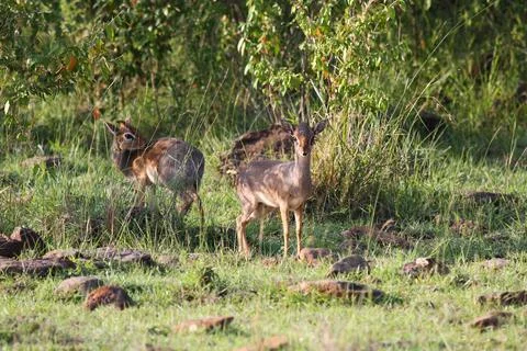 Two dik-dik antelopes standing in the shadow of a bush Stock Photos