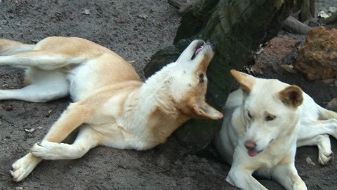 Two Dingoes Play Next To Log Video stock 112328996