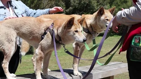 Two Dingos on Leash Stock Footage 229457526