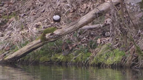 Two dippers at the riverbank Stock Footage 263209012