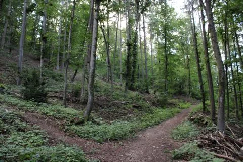 Two dirt paths in the forest Stock Photos