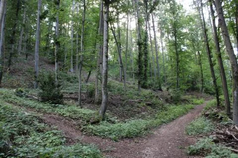 Two dirt paths in the forest Stock Photos