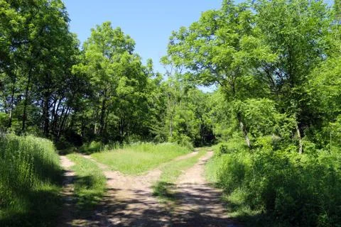 Two dirt road paths heading into forest glade sunny Stock Photos