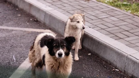 Two dirty stray dogs beg for food on the road 库存影片 308034111