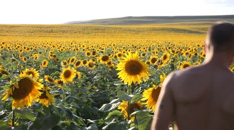 Two disappear in sunflowers. Joke. Stock Footage 24464285