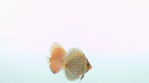 Two discus fish peacefully swimming from left to right 動画素材 49531994