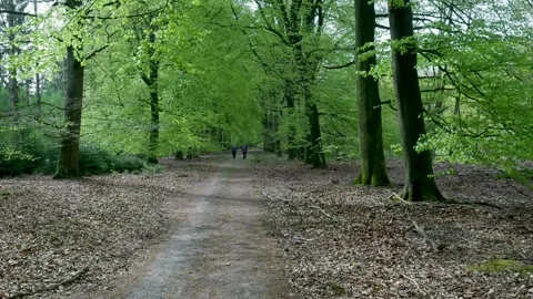 Two distant people walking on a trail in a green forest 스톡 동영상 336594499