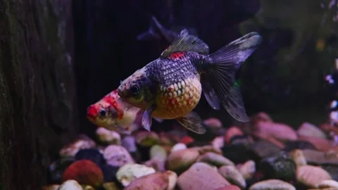 Two distinct fancy goldfish with patterned scales swimming and interacting near Stock-Footage 334092628