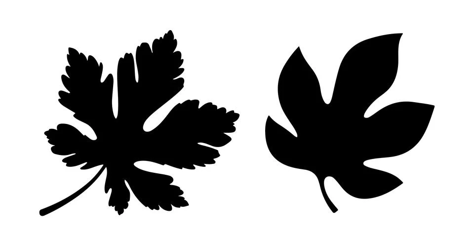 Two Distinct Leaf Silhouette vector on  a White Background イラスト素材