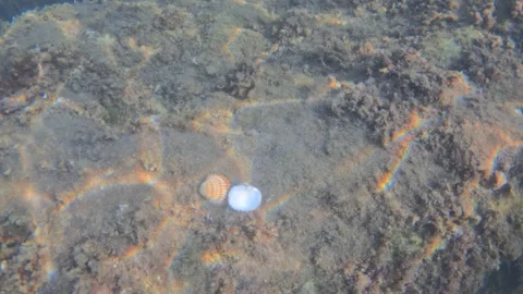 Two distinct seashells, one ribbed and orange, one smooth and white, resting on Video stock 343416418