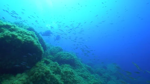 Two diver and school of boga boops Stock Footage 127937291