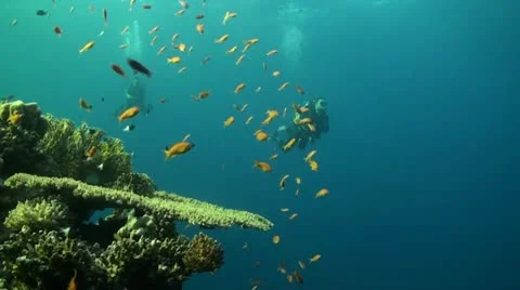 Two divers with anthias Stock Footage 12332366