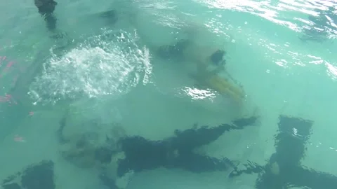 Two divers are trained in the pool. Video stock 124731466