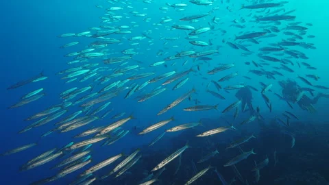 Two divers behind a school of barracuda 스톡 동영상 235012992