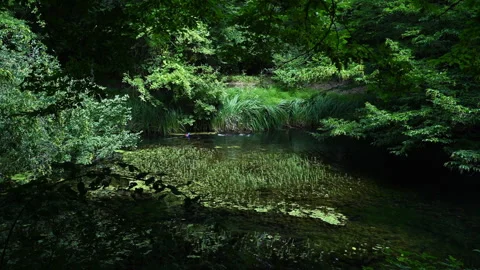 Two Divers Spearfishing in an Algae-Covered Lake Video stock 313282000