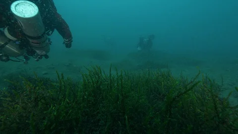 Two divers swim on the bottom of the lake with seaweeds, S. Domenico lake, Italy Stock Footage 108668318