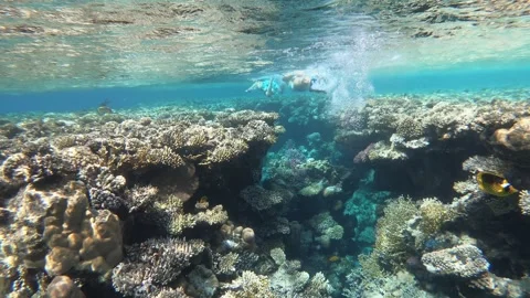 Two divers swim calmly through the underwater world, above coral reefs below 库存影片 334786072