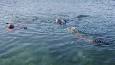 Two divers swim together with cuban saltwater crocodile and film it. Cuba Stock Footage 76917824