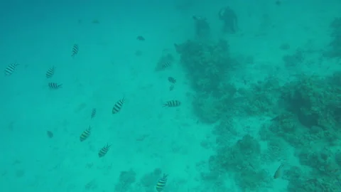 Two divers training on seabed Video stock 104744666