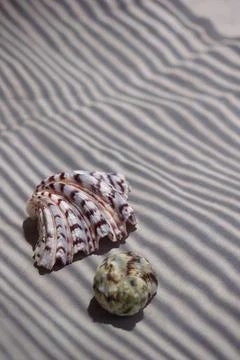 Two diverse exotic sea shells on sandy surface with contrast striped shadows Stock Photos