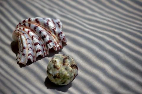 Two diverse exotic sea shells on sandy surface with contrast striped shadows Stock Photos