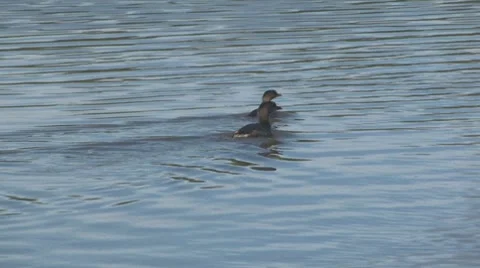 Two diving ducks Stock Footage 7747900