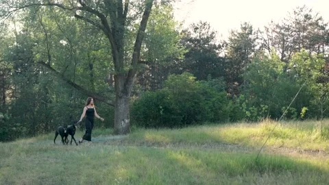 Two doberman dogs on a leash walking in front of the owner to protect her Stock Footage 138624377