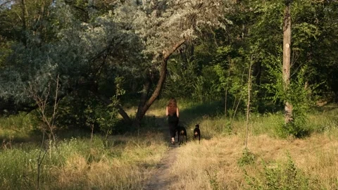 Two doberman dogs on a leash walking in front of the owner in the park. Stock Footage 138743760