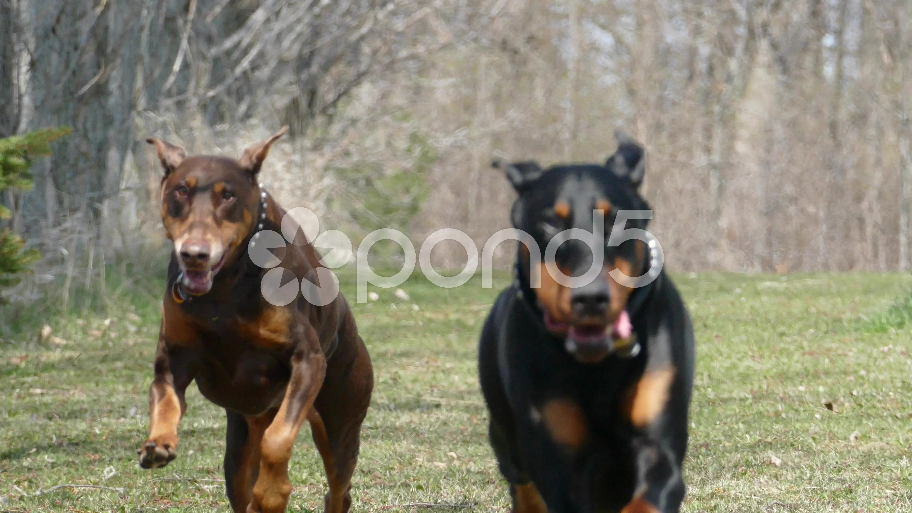 are doberman pinschers good running partners