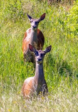 Two doe deer alert in the tall grass of a sunny clearing Stock Photos