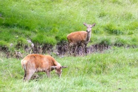 Two doe in a park Stock-Fotos