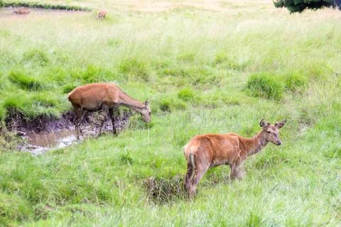 Two doe in a park Stock Photos