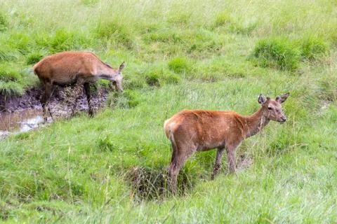 Two doe in a park Foto stock