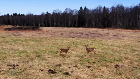 Two does running in the field. Stock Footage 129339369