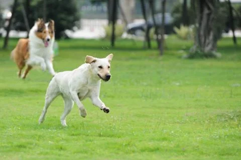 Two dog chasing Stock Photos