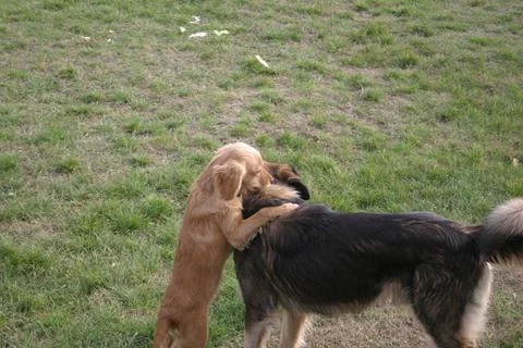 Two dog friends Stock Photos