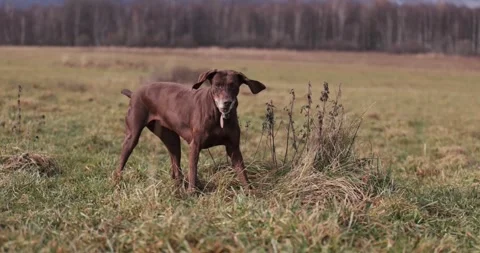Two dog friends running around being playfull digging holes in ground. Wearing r Stock Footage 256245169