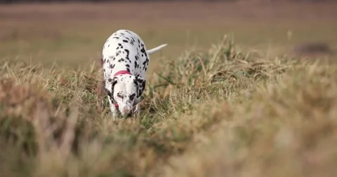 Two dog friends running around being playfull digging holes in ground. Wearing r Stock Footage 256245489