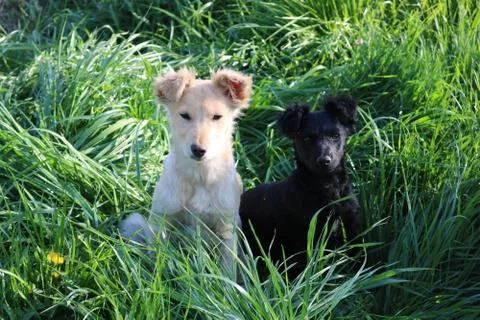 Two dog in the green grass Stock Photos