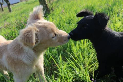 Two dog kissing Stock Photos
