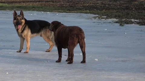 Two dog playing on the ice Stock Footage 171941101