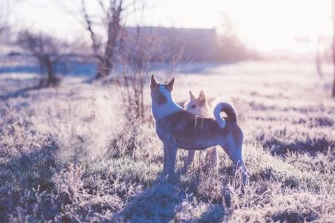Two dog playing outdoor in the field at cold sunny autumn morning. Stock Photos