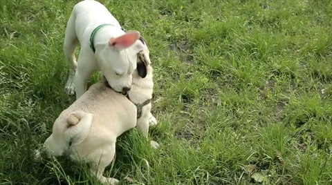 Two dog playing outdoors, slow motion Stock Footage 50687679