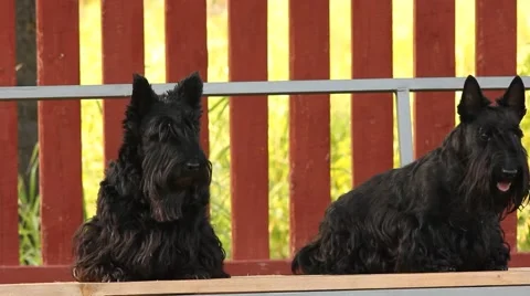Two dog on a swing Video stock 41102206