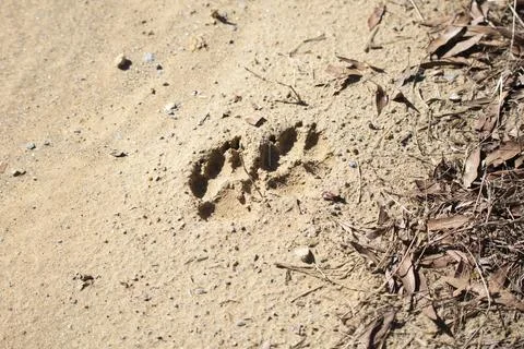 Two Dog Tracks Stock Photos